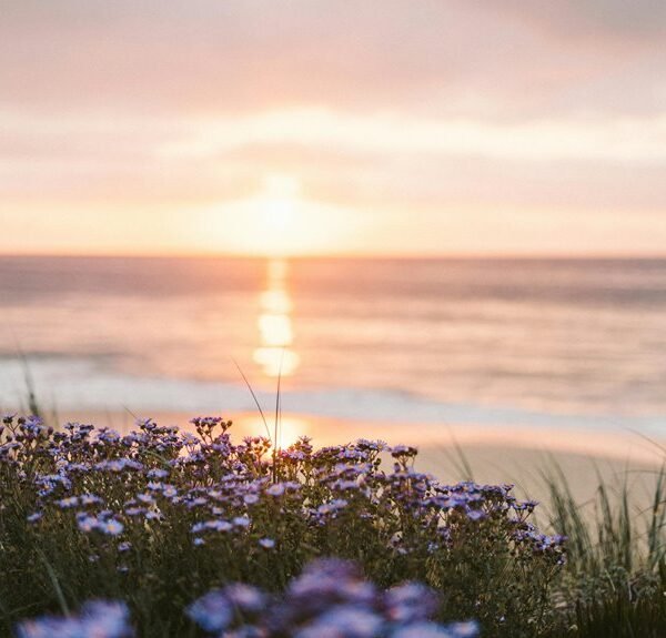 Ocean Lantern Bloom – 2147149000